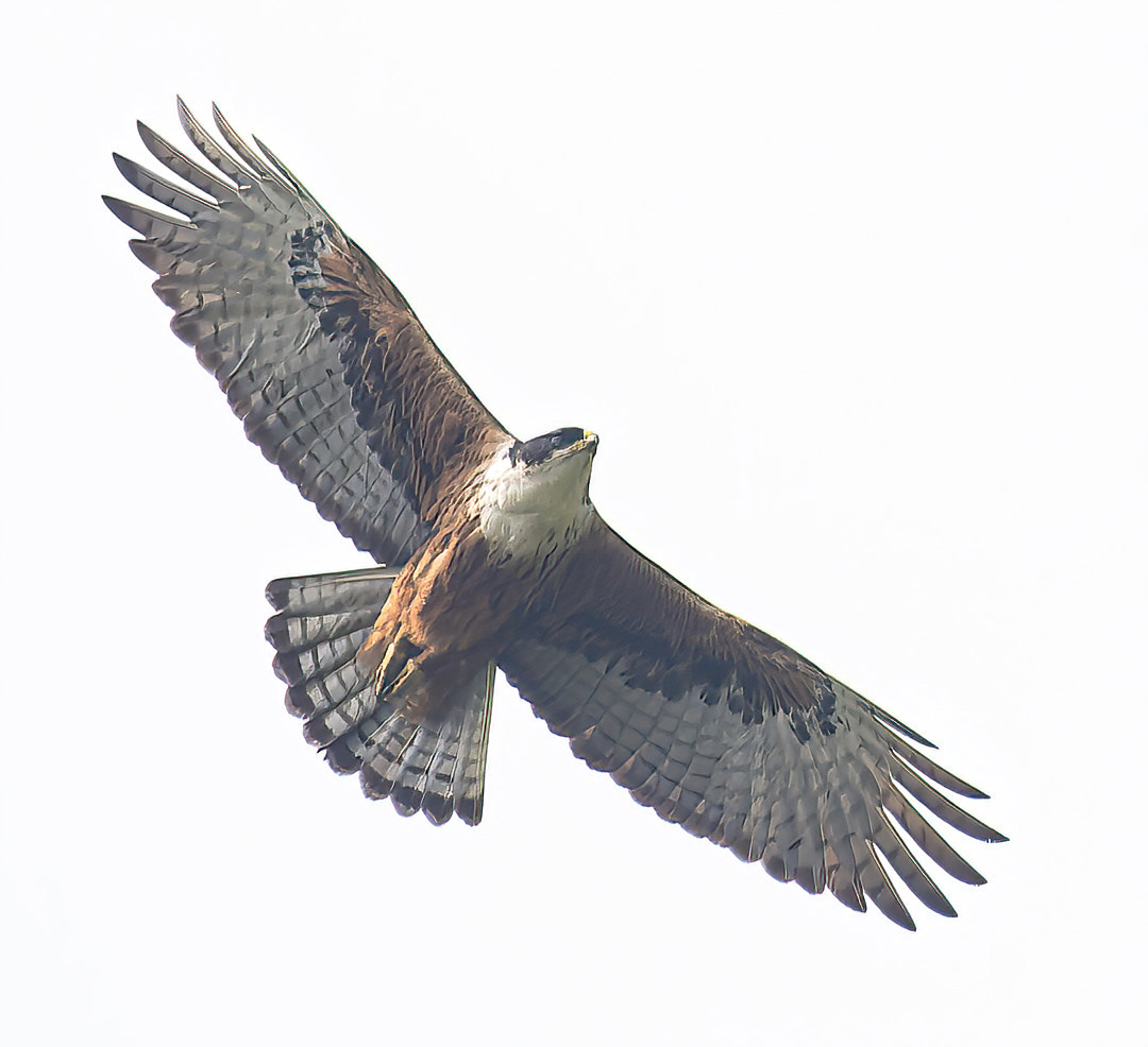 image Rufous-bellied Eagle